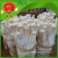 Organic Cultivated Mushroom healthy Jade white Mushroom